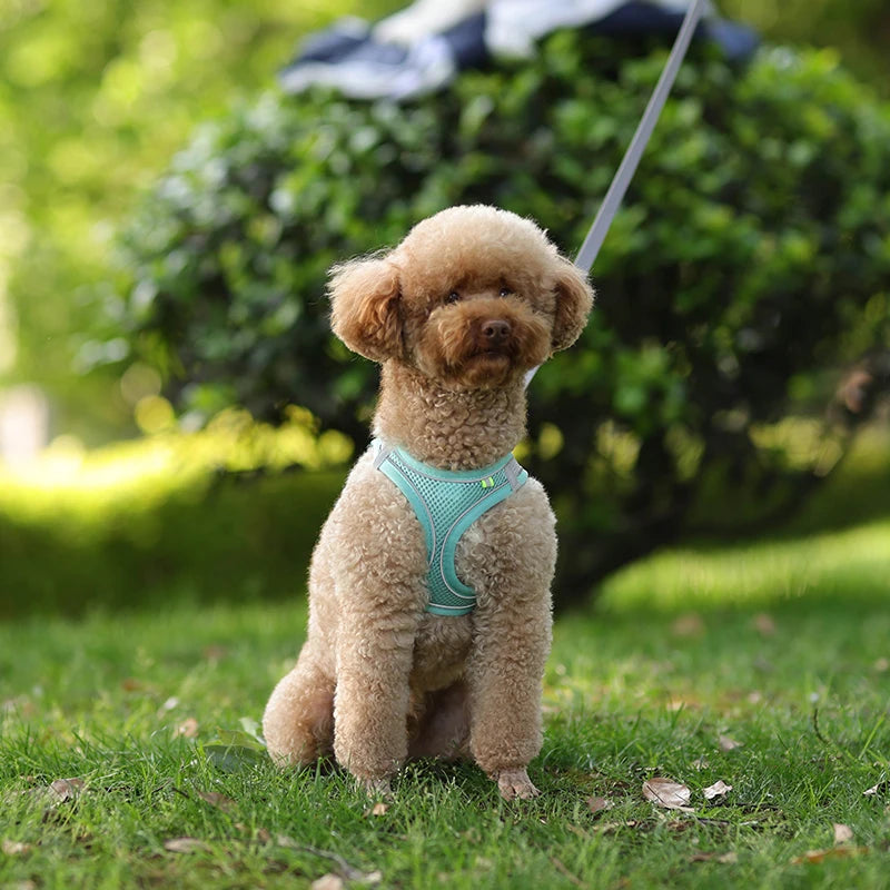 Breathable Mesh Reflective Dog Cat Harness With Matching Leash, Adjustable Vest Harness For Small Puppy Kitten